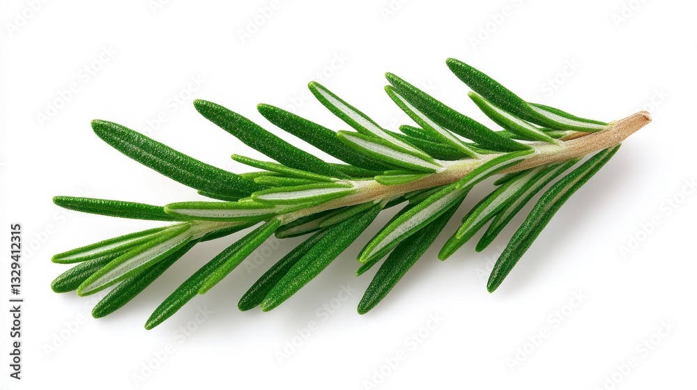 Fototapeta premium Fresh Rosemary Sprig On White Background