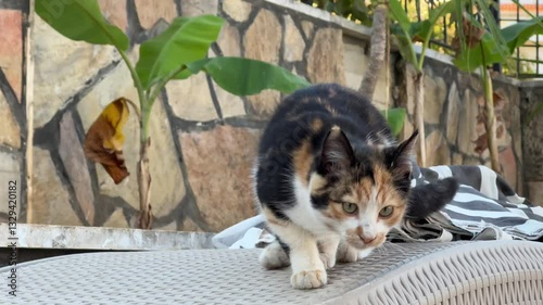 Tri-colored stray cat strolling down a city street Turkey, showcasing urban wildlife. photo