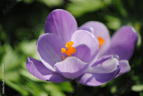 Close up of a fully opened lilac flower with orange stamens of woodland or early or Tommasini's crocus,  (Crocus tommasinianus)