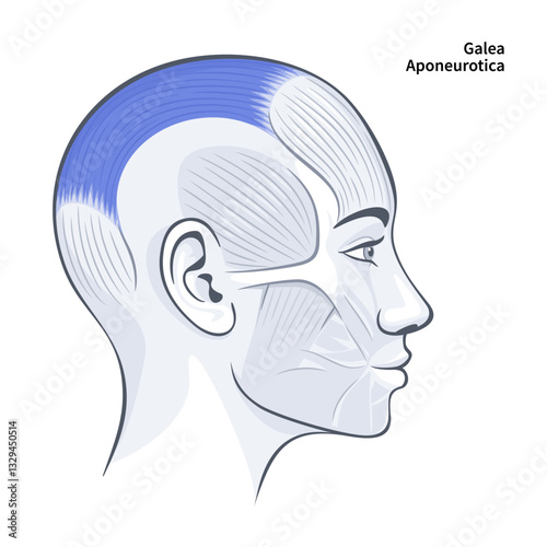 Galea aponeurotica. Facial muscles of the female. Detailed bright anatomy isolated on a white background vector illustration