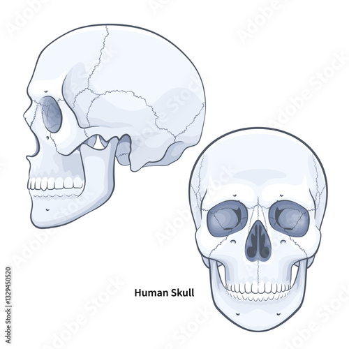 Human anatomy skull face front and side view. Skulls with jaw vector illustration on white background