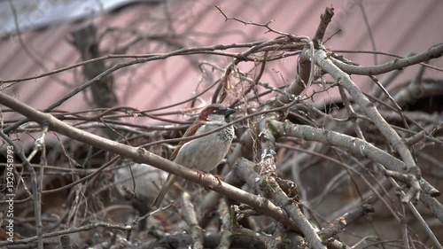Bird Nesting in Twigs and Branches A Fascinating Aspect of Natures Beautiful Ecosystem