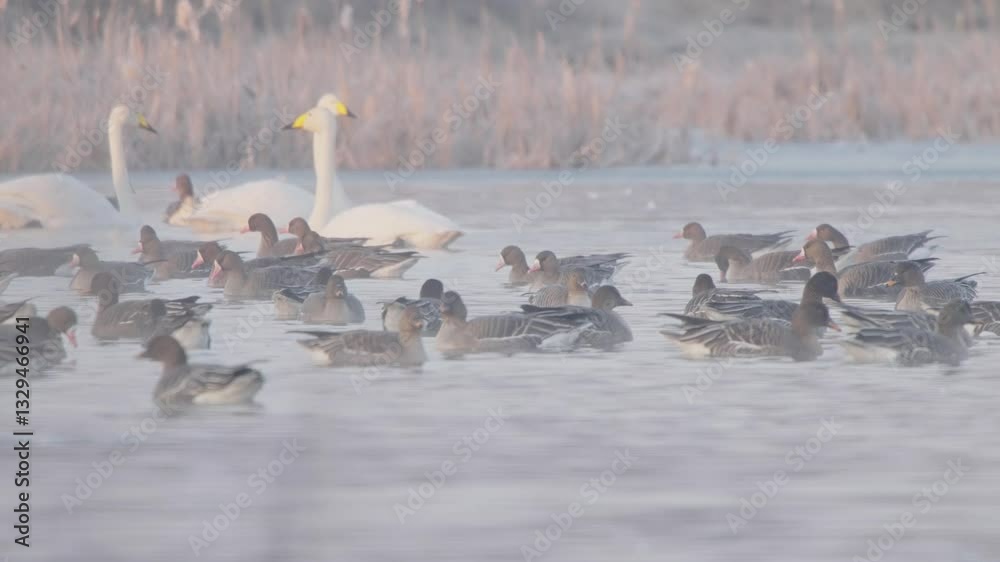 Flock of geese and whooper swans birds in spring at sunrise. Taiga bean goose and greater white-fronted goose Flock of geese and whooper swans birds in spring at sunrise. Taiga bean goose and greater white-fronted goose