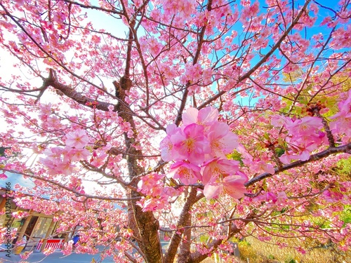 pink cherry blossom