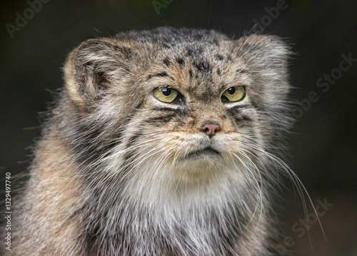 Photography Pallas Cat Portrait