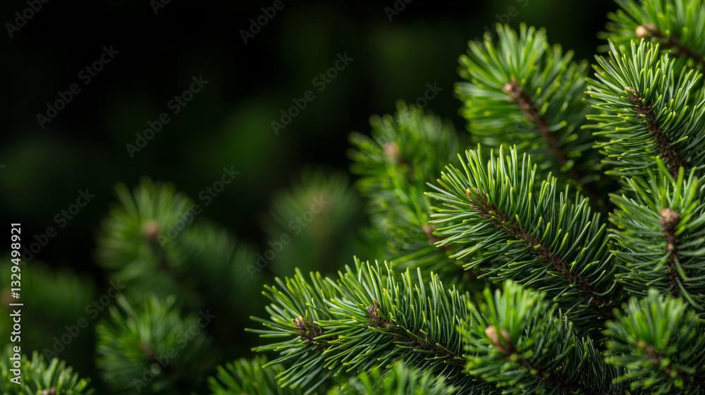 Close-up view of vibrant green pine tree branches in natural setting Close-up view of vibrant green pine tree branches in natural setting