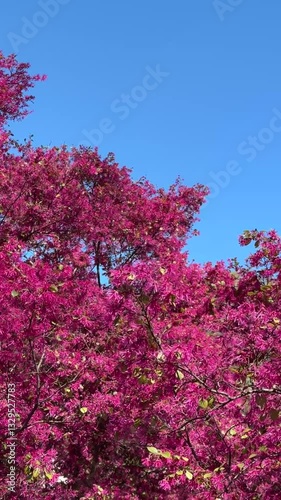Pink flowers of the Loroptalum Chinese Fringe Flower bush against the blue sky