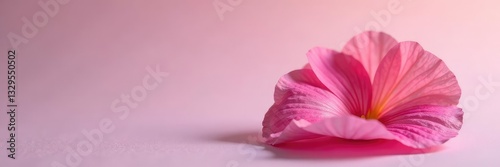 Wallpaper Mural Single petal on a plain background highlighting its shape, petals, botanical Torontodigital.ca