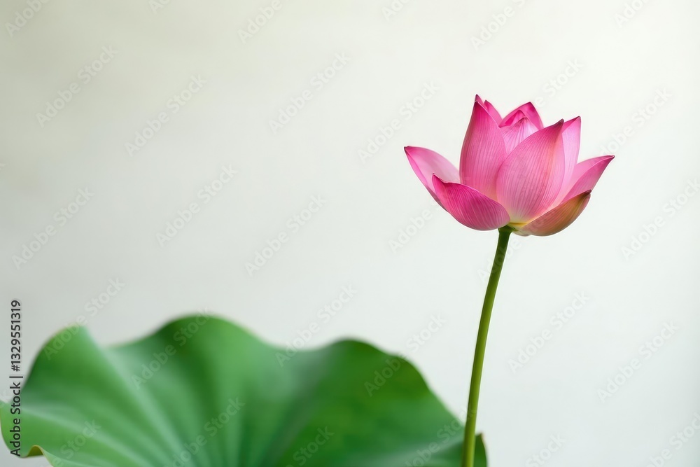 Single lotus flower isolated on white background, serene, flora, single bloom Single lotus flower isolated on white background, serene, flora, single bloom