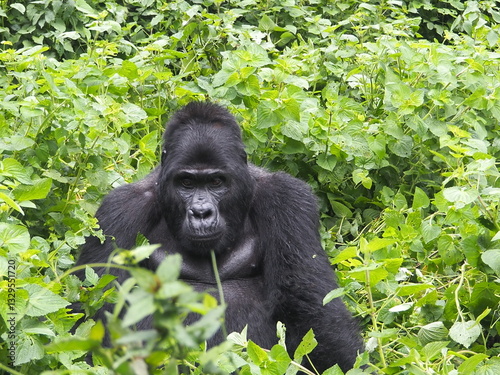 Silverback Gorilla