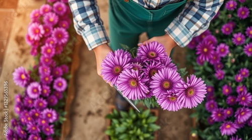 Holding Fresh Purple Asters in Garden Greenhouse From Top View