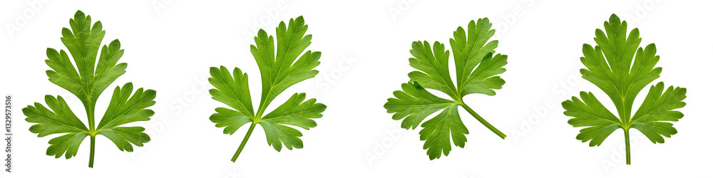 Naklejka premium Single Sprig of Parsley on White, Cut Out Set