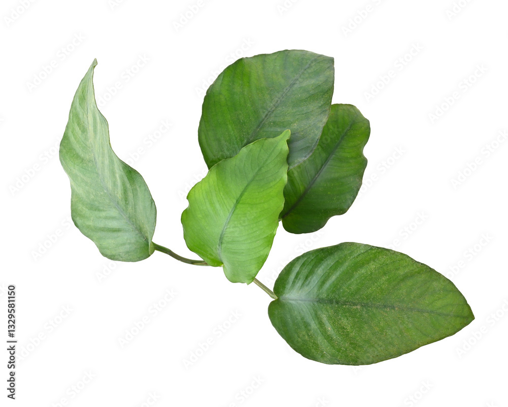 Fototapeta premium aquarium plant Anubias Broad Leaf isolated on white background top view