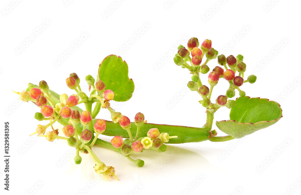 Fotografie Flower of pirandai or veldt grape on white background.