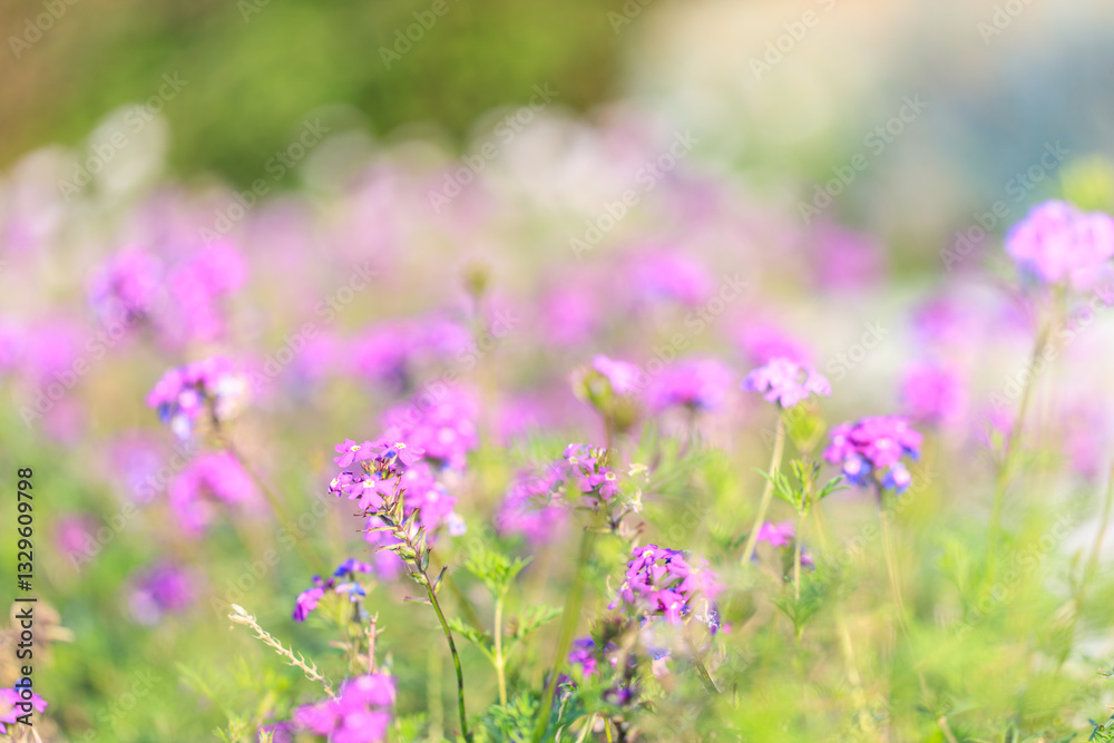 Naklejka premium Purple Verbena Flowers in a Sunlit Wildflower Meadow
