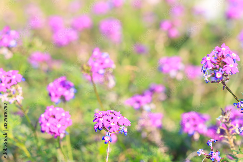 Purple Verbena Flowers in a Sunlit Wildflower Meadow Purple Verbena Flowers in a Sunlit Wildflower Meadow