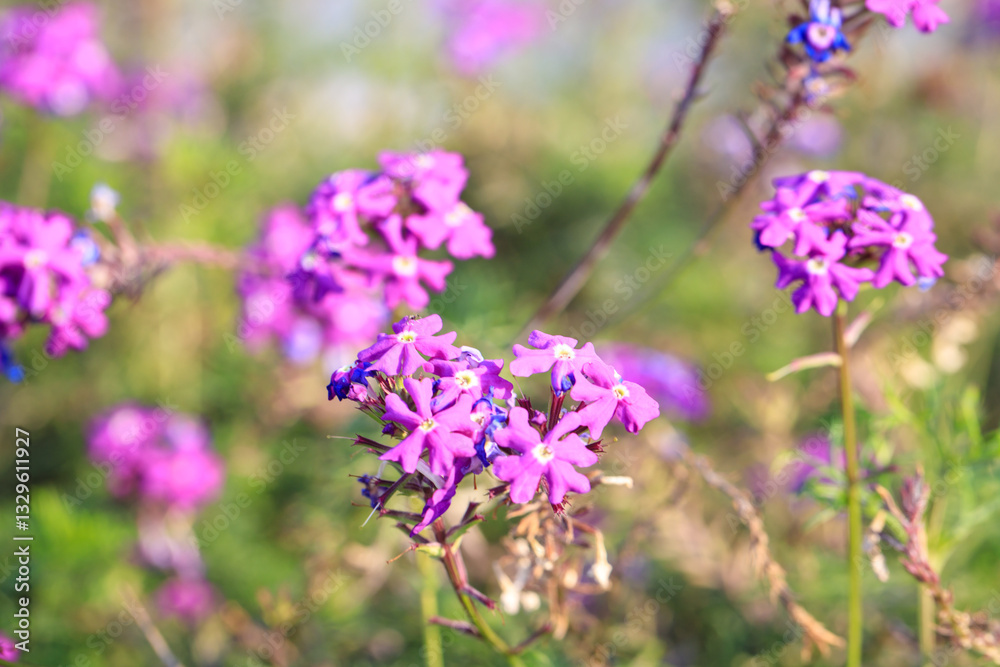 Purple Verbena Flowers in a Sunlit Wildflower Meadow Purple Verbena Flowers in a Sunlit Wildflower Meadow