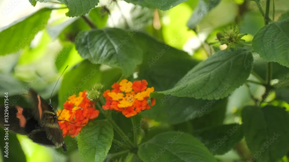 Black Butterfly on Vibrant Orange Flowers Black Butterfly on Vibrant Orange Flowers