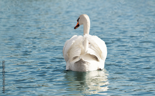 Fototapeta Naklejka Na Ścianę i Meble -  One mute swans ,Cygnus olor, swimming on a river in spring. Background for designers and interiors.