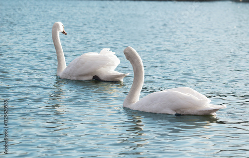Fototapeta Naklejka Na Ścianę i Meble -  A group of mute swans ,Cygnus olor, swimming on a river in spring. Background for designers and interiors.