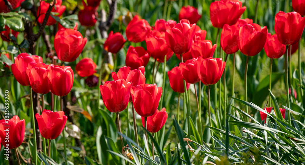 Tulips in the garden in nature in spring. Tulips in the garden in nature in spring.