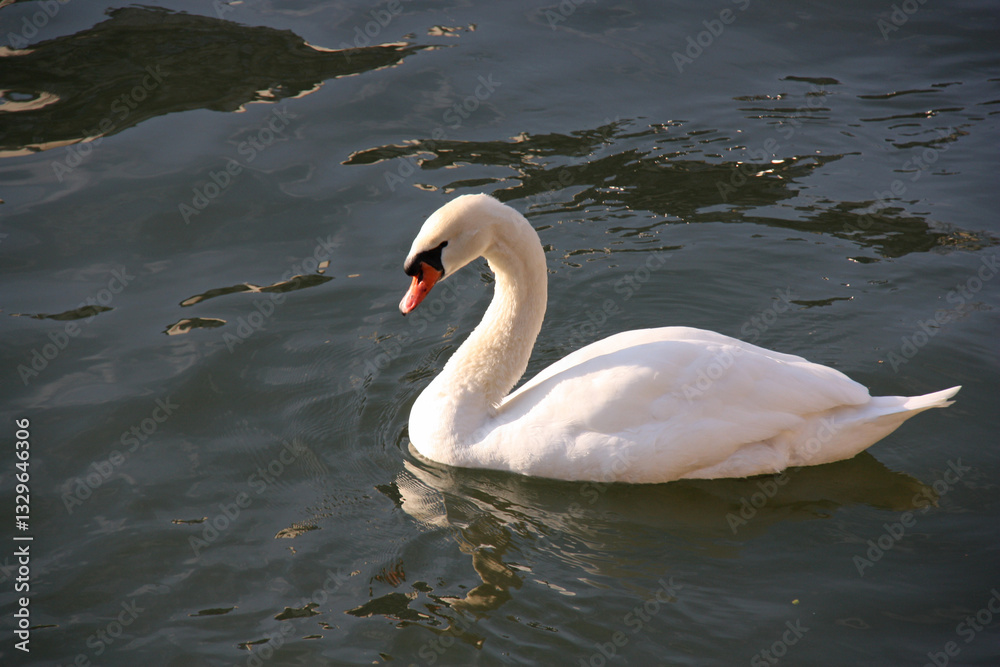 Naklejka premium Cygne sur le lac