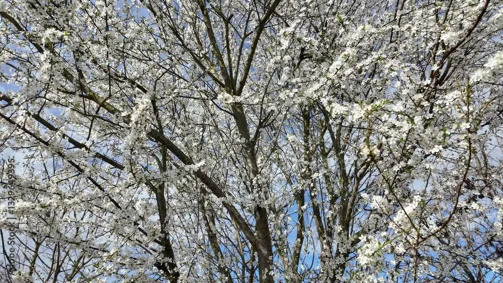 Blooming white flowers on tree branches swaying gently in breeze Blooming white flowers on tree branches swaying gently in breeze