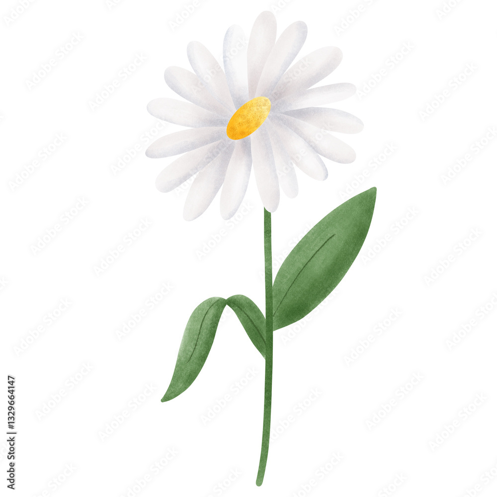 Fototapeta premium Beautiful white daisies in spring