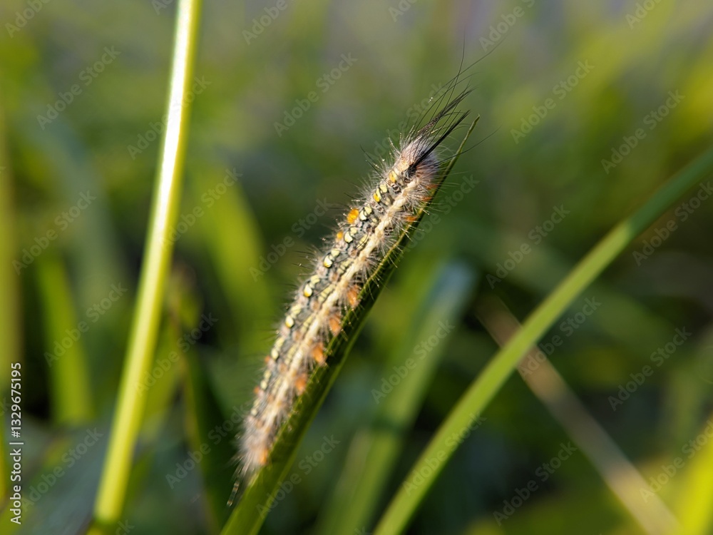 Oak Eggar Caterpillar: Hairy Larva on Green Grass Oak Eggar Caterpillar: Hairy Larva on Green Grass