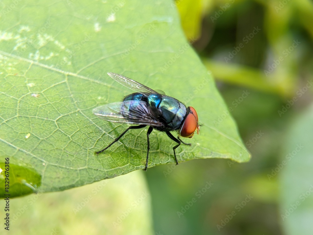 Fototapeta premium Chrysomya megacephala: Blow Fly on Green Leaf