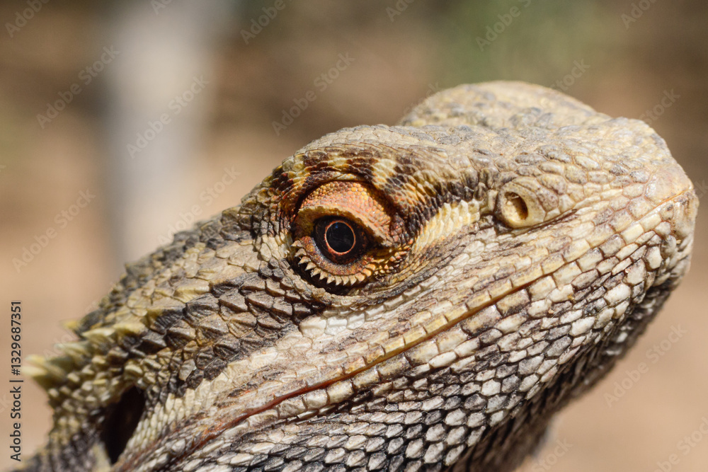 Obraz premium close up of a bearded dragon lizard