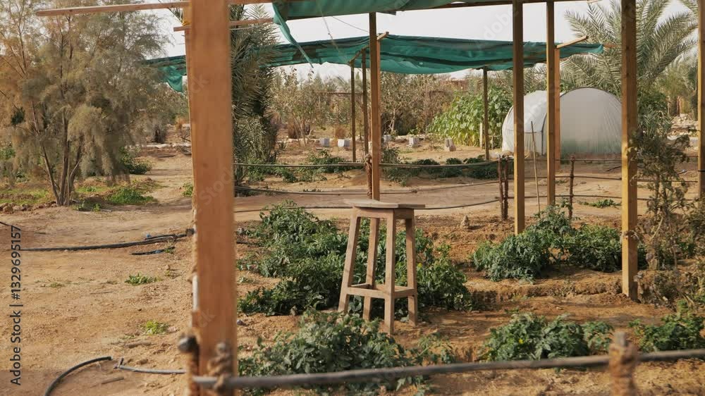 Vegetable farm in the desert in Saudi Arabia. Video. Tomato. Vegetable farm in the desert in Saudi Arabia. Video. Tomato.
