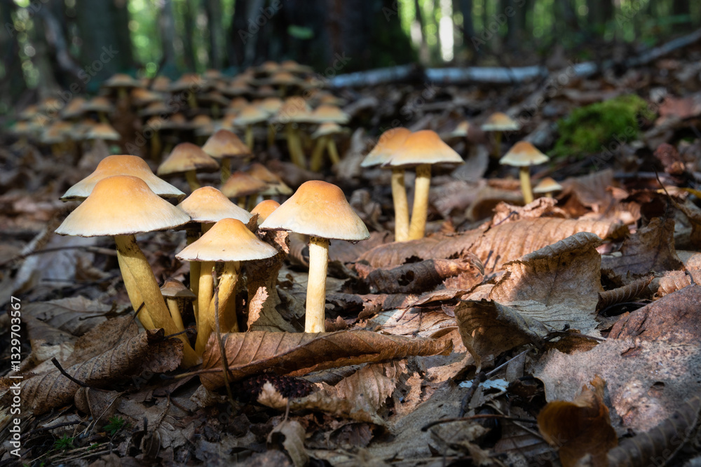 Group of hypholoma capnoides mushrooms on forest floor surrounded with dry leaves Group of hypholoma capnoides mushrooms on forest floor surrounded with dry leaves