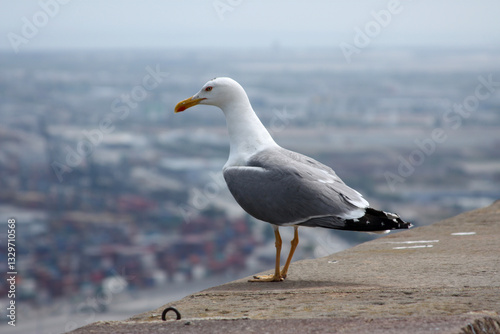 Urban scene with a seagull on a ledge and a blurred cityscape. Side-profile view, overcast sky, and peaceful moment