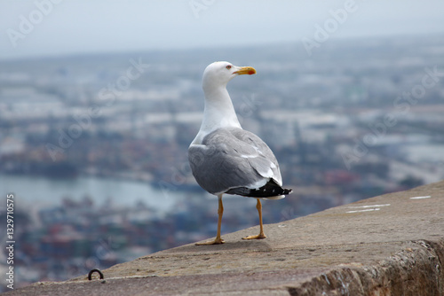 Detail of a seagull on a concrete ledge. Blurred urban background, full-body view, and soft light