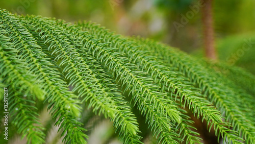 The Norfolk Island pine is also known for its distinctive pyramid shape, with branches extending horizontally and forming regular tiers.	