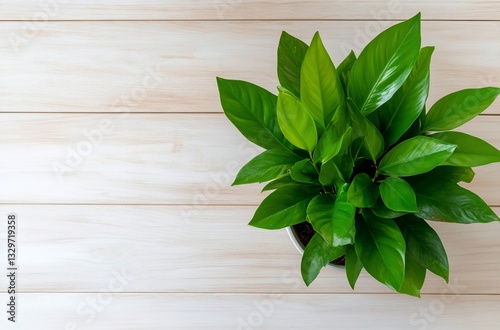 Green plant in pot on wooden table, top view, copy space