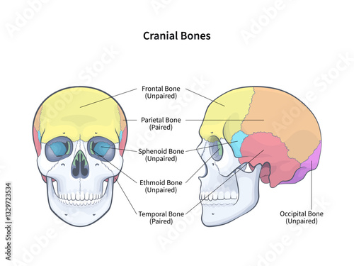 Cranial bones with side and front view of human skull outline diagram. Skeletal anatomy with labeled educational medical scheme vector illustration
