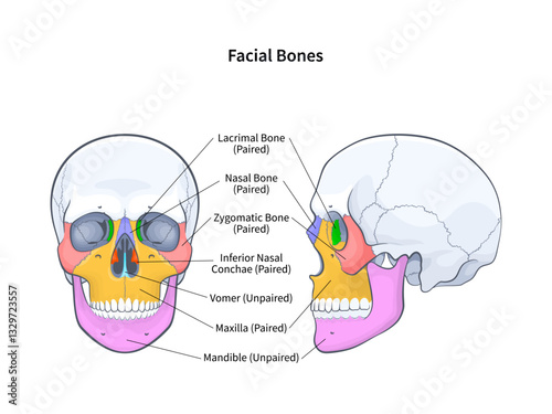 Facial bones with side and front view of human skull diagram. Skeletal anatomy with labeled educational medical scheme vector illustration