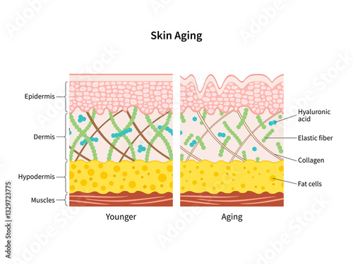 Fotografie Skin aging process comparison of young and aged skin diagram illustration