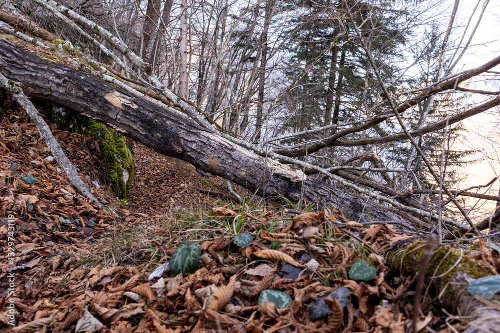 Nature Landscape: Fallen Trees in Forest Setting Nature Landscape: Fallen Trees in Forest Setting