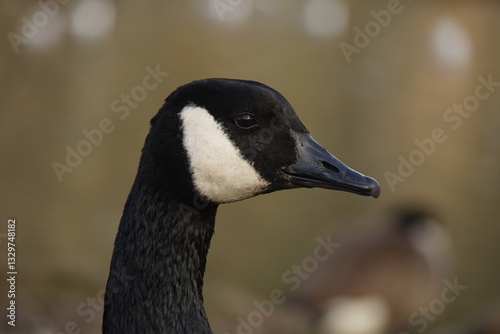 Canada Goose Portrait 06/03/25