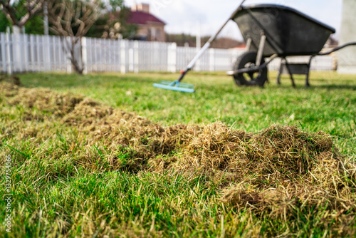 Amount of dry grass after raking the lawn after winter. Lawn care in spring