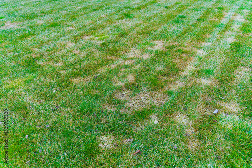 Spots on the lawn after winter. Dry gaps in the grass in spring. Care for a sick lawn