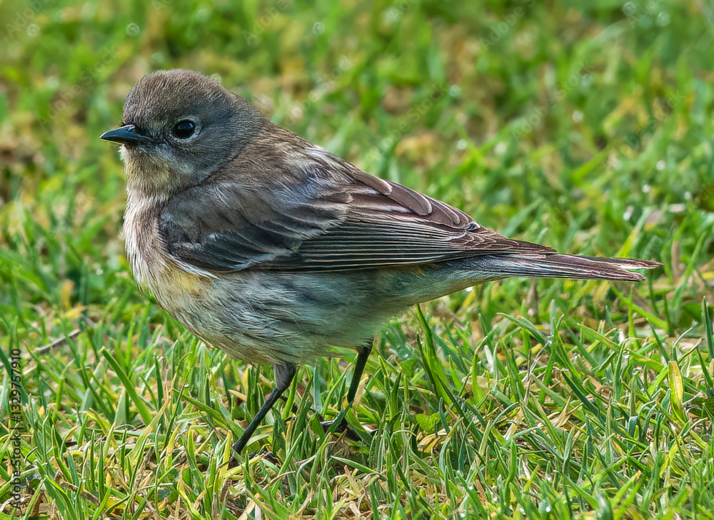Obraz premium A Winter Visitor: The Yellow-rumped Warbler in San Diego