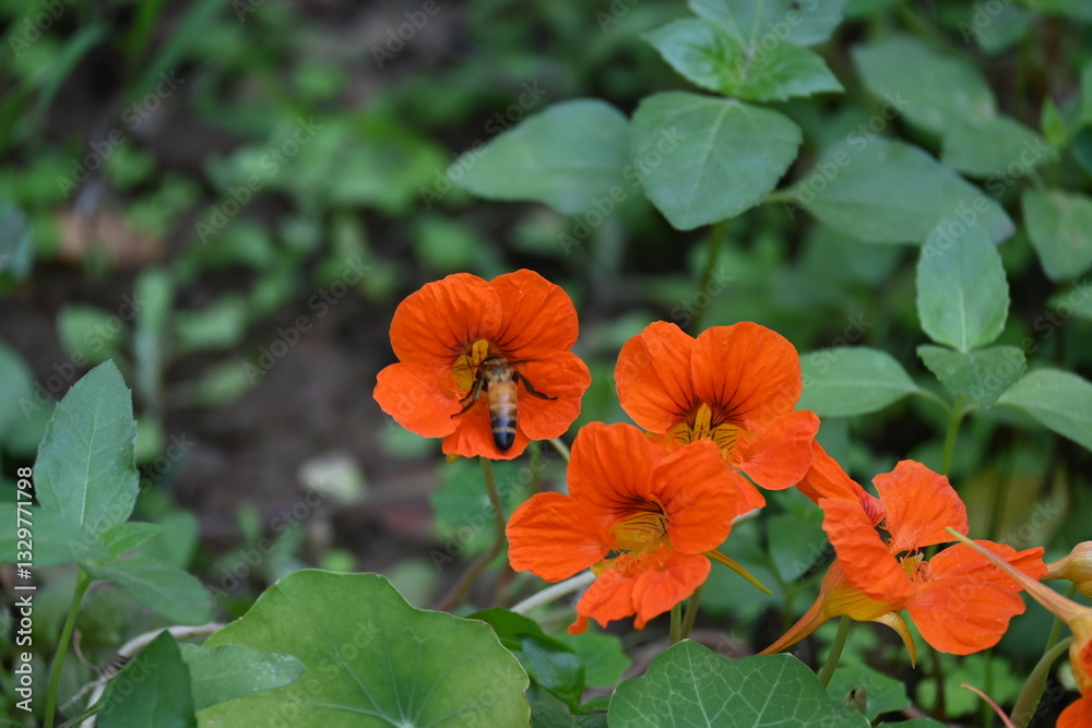 Honey bee collecting pollen from flower. A close up of a bright orange nasturtium flower with a bee gathering pollen in its center. wildlife. Honey bee collecting pollen from flower. A close up of a bright orange nasturtium flower with a bee gathering pollen in its center. wildlife.