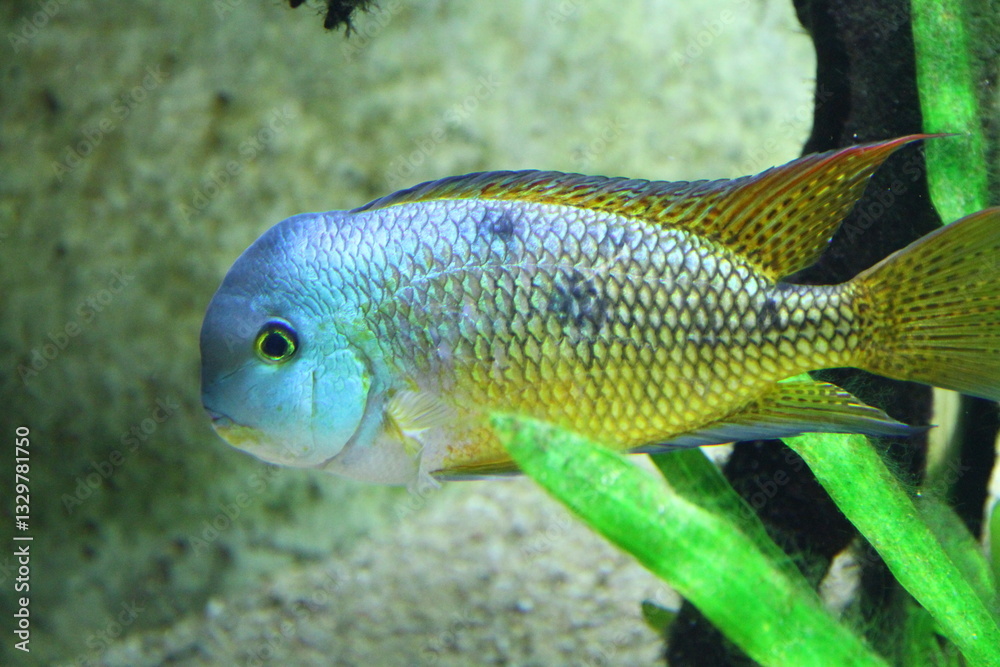 A freshwater fish with blue and yellow hues navigates through an aquarium, surrounded by aquatic plants. A freshwater fish with blue and yellow hues navigates through an aquarium, surrounded by aquatic plants.