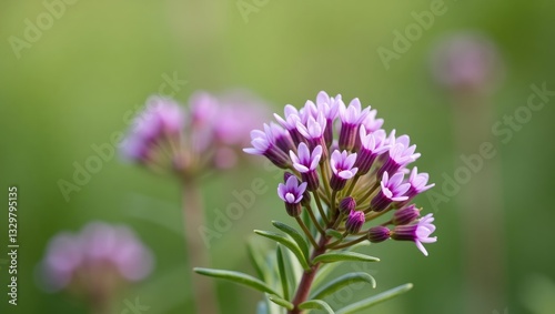 Thymus serpyllum, Breckland thyme, creeping thyme, or elfin thyme plants during their flowering season. Natural herbal components found in the wild, utilized in homeopathy and culinary applications.