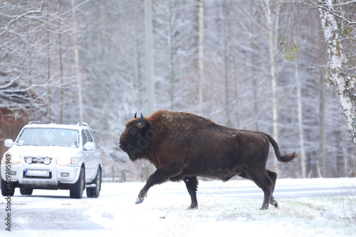 Żubr (Bos bonasus), wisent
