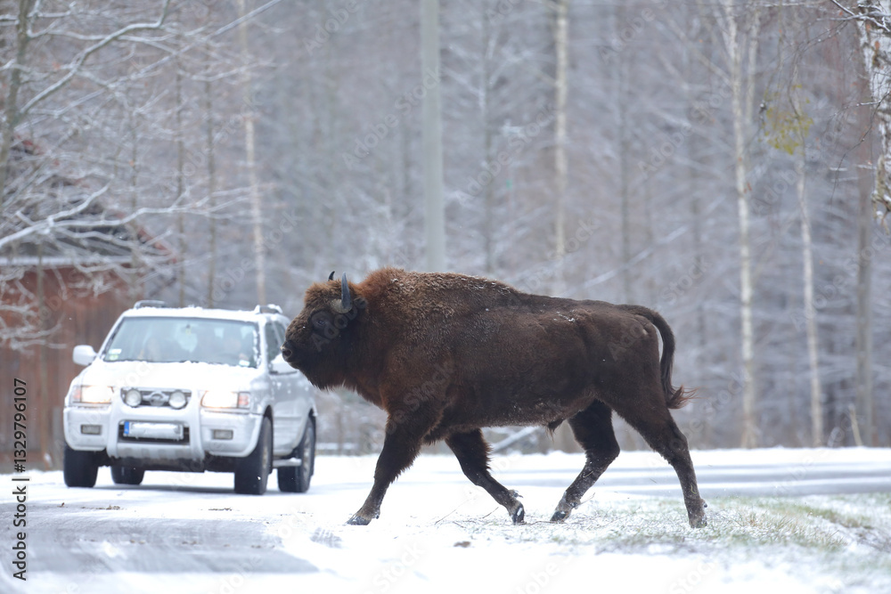 Żubr (Bos bonasus), wisent